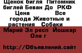 Щенок бигля. Питомник биглей Беван-До (РКФ) › Цена ­ 20 000 - Все города Животные и растения » Собаки   . Марий Эл респ.,Йошкар-Ола г.